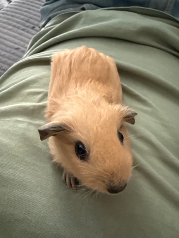 Guinea pig relaxing on green fabric in Proba, Russia