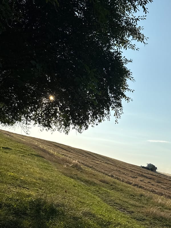 Harvest day: combines, dust, and wildlife in golden fields