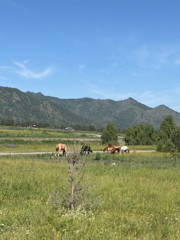 Horses grazing in an Altai meadow, Elekmonar