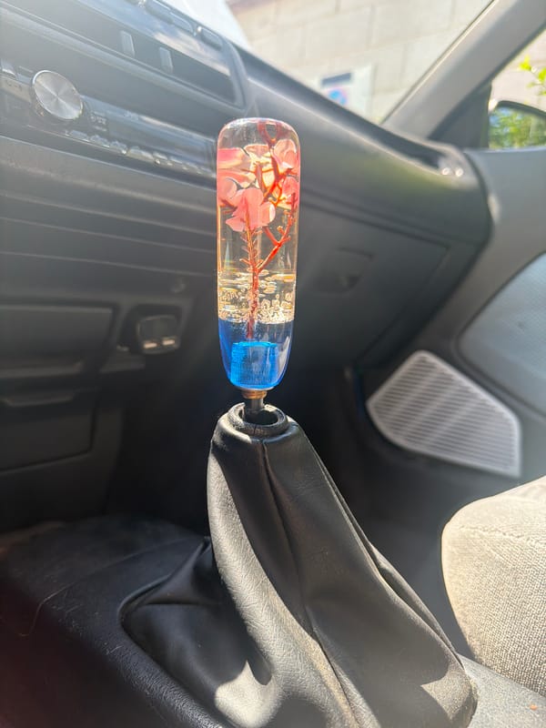 Dog travels in decorated car interior, Varna Bulgaria