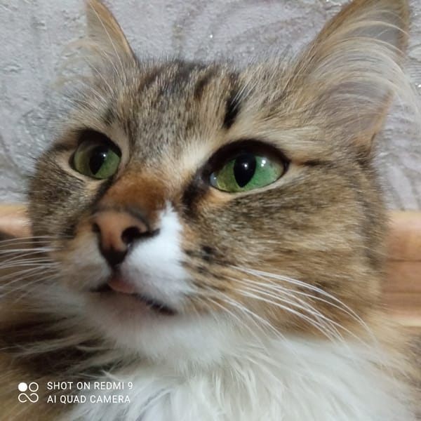 Tabby Cat Photo Session Documented in Chaikovsky, Russia