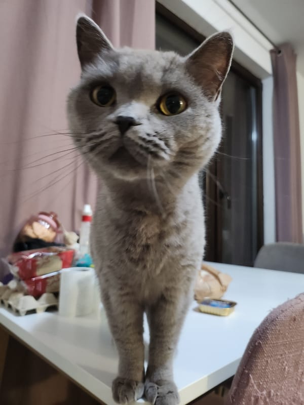 Grey cat roams residential home in Tsarevo, Bulgaria