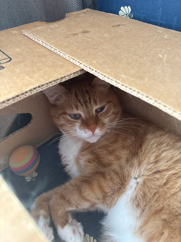 Cat in box, coffee with foam observed in Bar