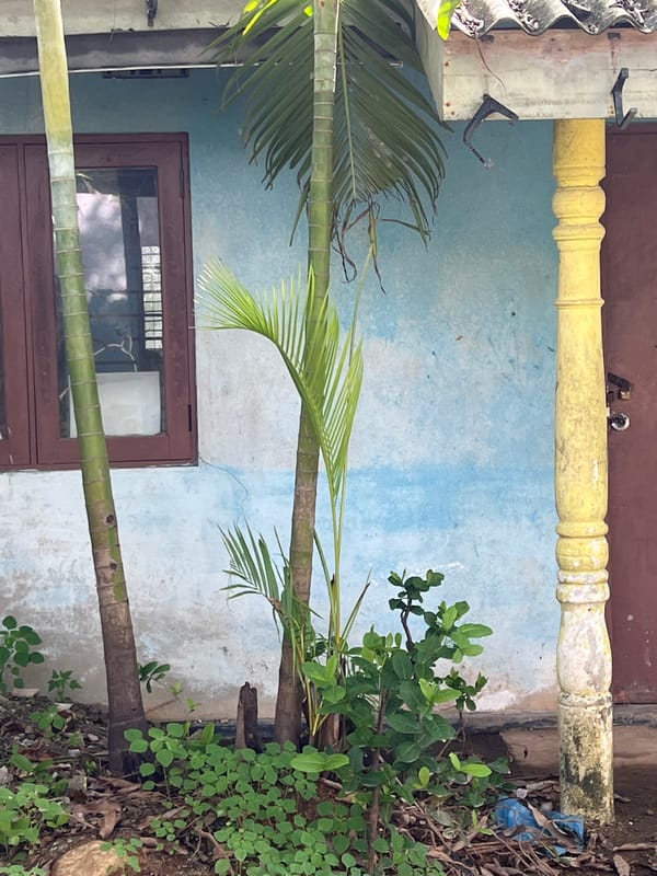 Tropical outdoor scenes documented over 42 minutes by single witness