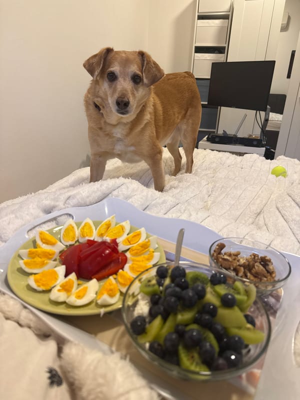 Dog shares cozy breakfast moment in Zagreb apartment