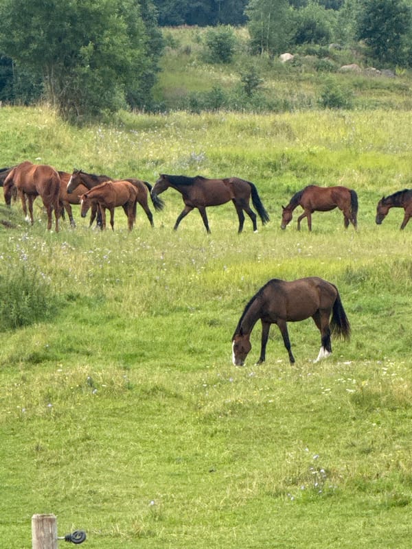 Horses grazing in a Lithuanian meadow on a summer morning