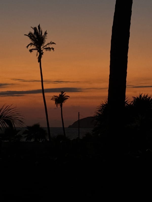 Sunset views with palm trees captured in Acapulco