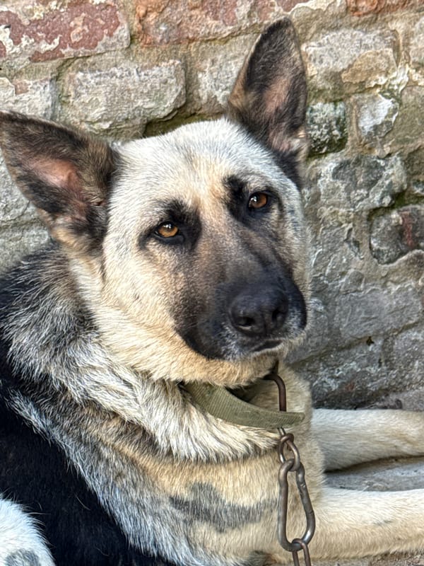 German Shepherd resting outdoors in Cahul on a summer morning