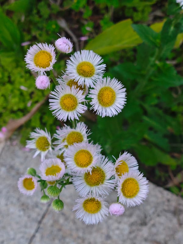 Peaceful park documentation in Chongqing captures flowers, walkways, cats