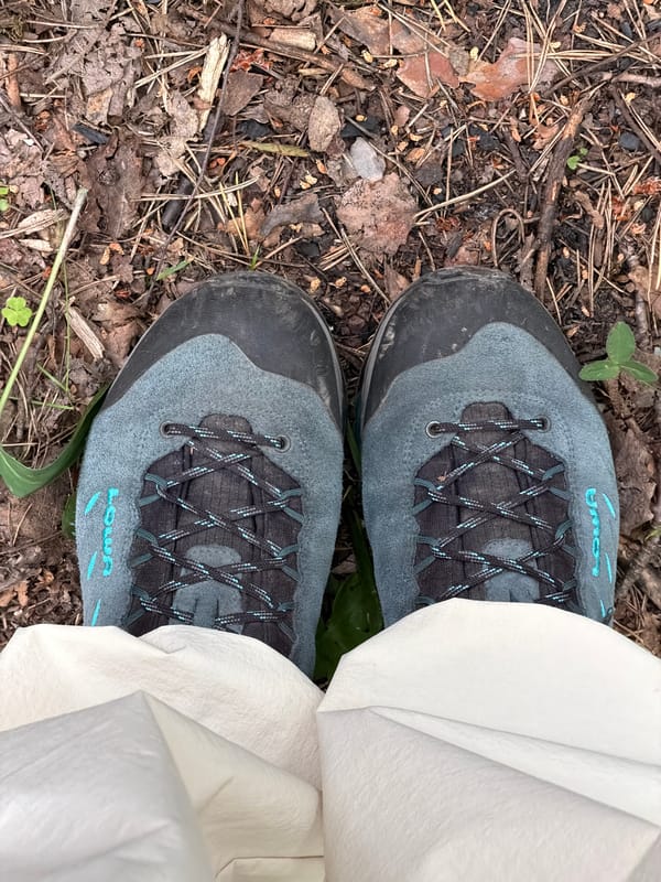 Forest hike through Kuznechnoye woodlands with wildflowers and ferns