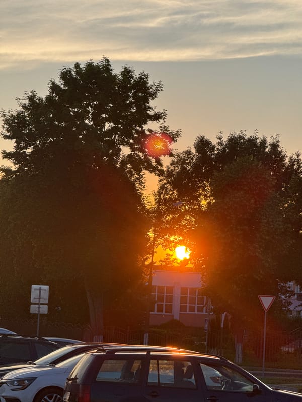 Summer solstice evening in Cherven — flowers, sparrows, and sunset light