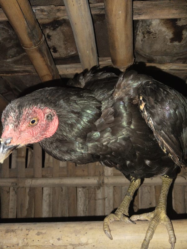 Chickens and cat documented in rural bamboo coop structure