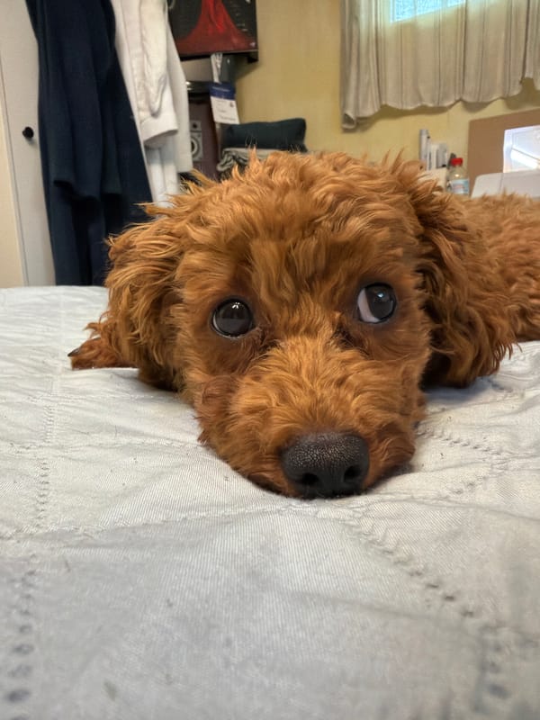 Toy poodle at rest, gazing into the camera in Sofia