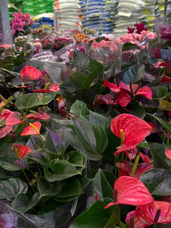 Plant display documented at Krasnoyarsk retail store
