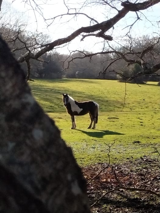 Piebald horse grazes in New Forest countryside