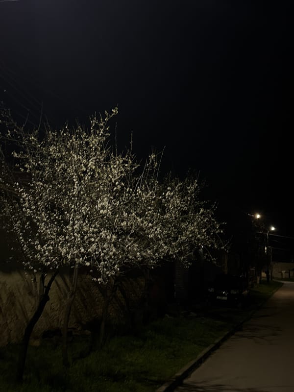 Illuminated blossoming tree observed on dark Smyadovo street