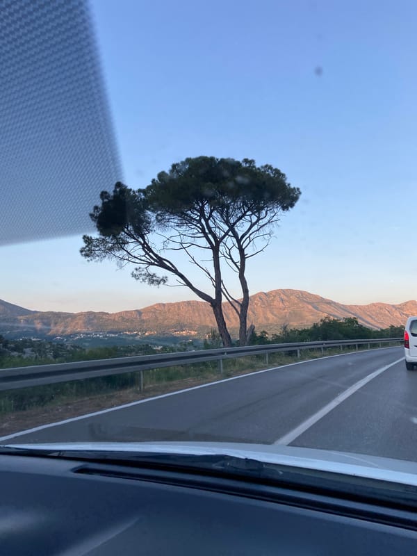 Roadside tree photographed from highway near Čibača, Croatia