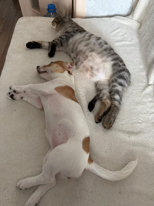 Cat and terrier nap together on a blanket in Chelyabinsk