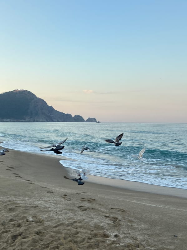 Pigeons, a cat, and calm water at Alanya's shore