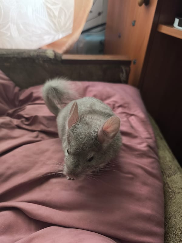 Pet chinchilla enjoys morning playtime in Dnipro apartment