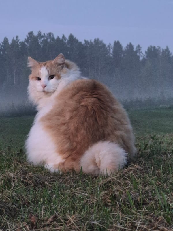 Cat in a field, sky on fire — dusk in rural Estonia