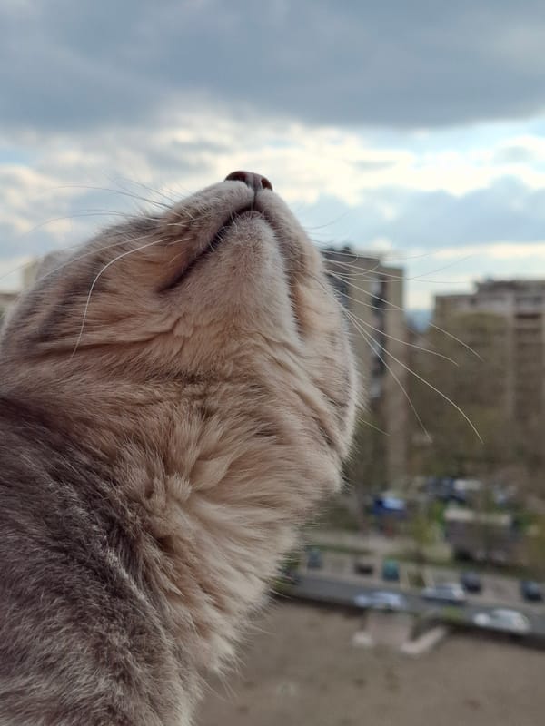 Grey tabby cat photographed looking skyward on April 9