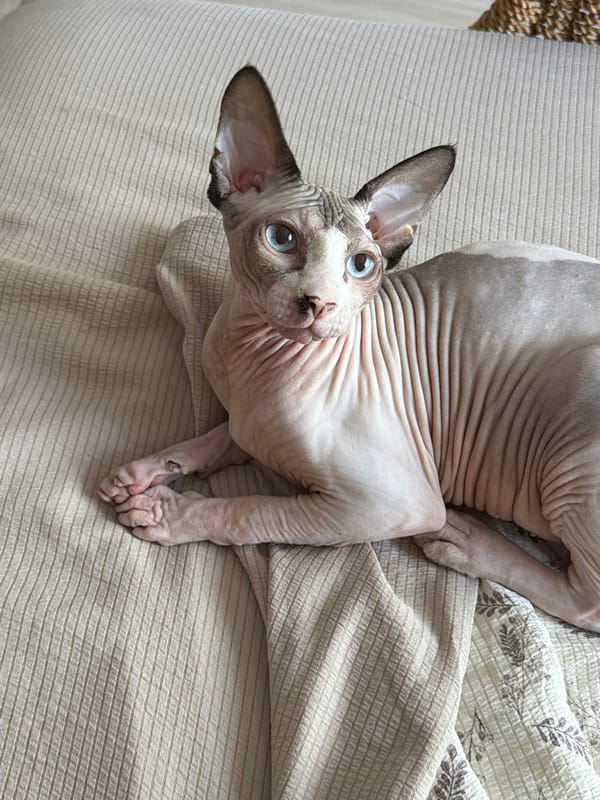 Sphynx cat lounging at home in Odesa