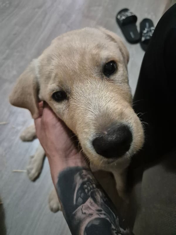 Labrador Retriever photographed with tattooed owner in Bulgarian village