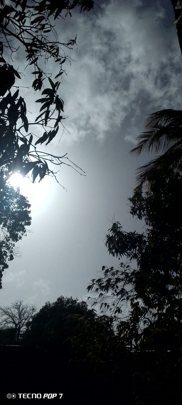 Observer documents trees and sky in Venezuela neighborhood