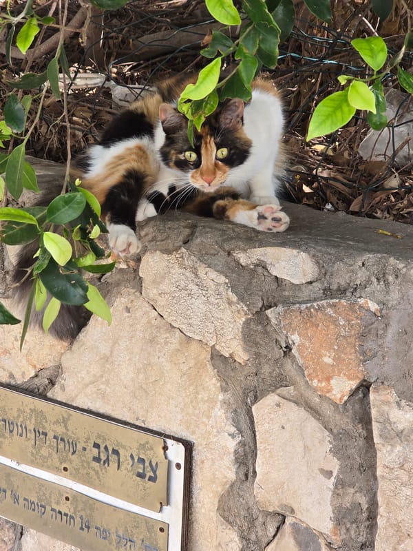 Calico cat spotted relaxing by stone wall in Hadera