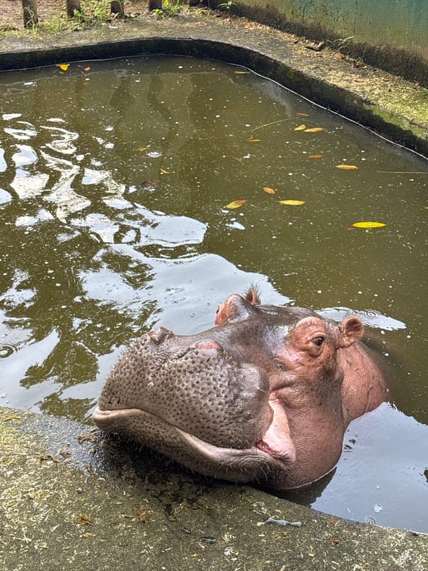 A morning loop through a wildlife park with animals and a drink stop