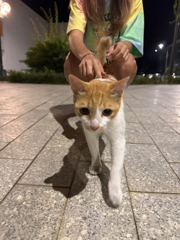 Evening street cat draws attention from pedestrians in Vietnamese city