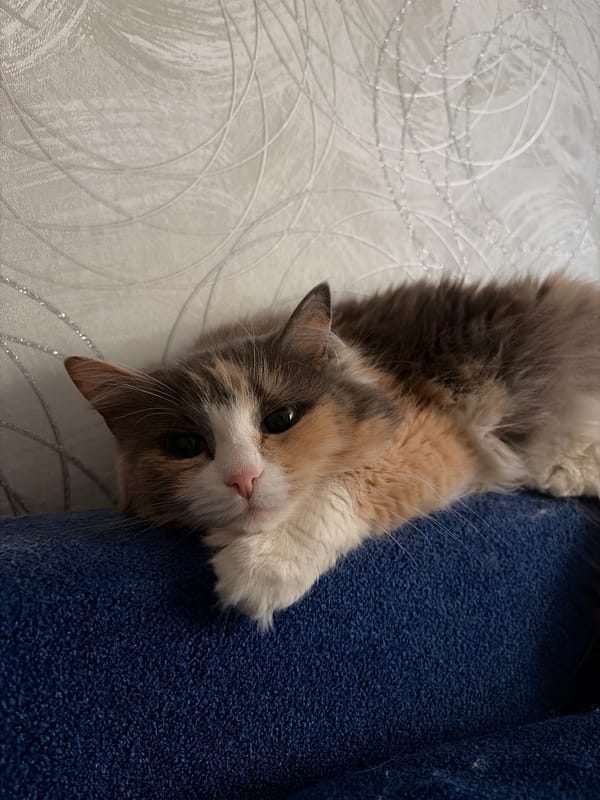 Quiet afternoon with calico cat captured in Perm home