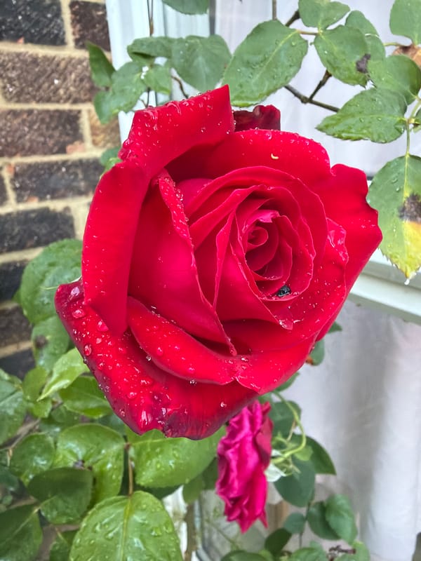 Londoner captures rainy day moments across city neighborhoods