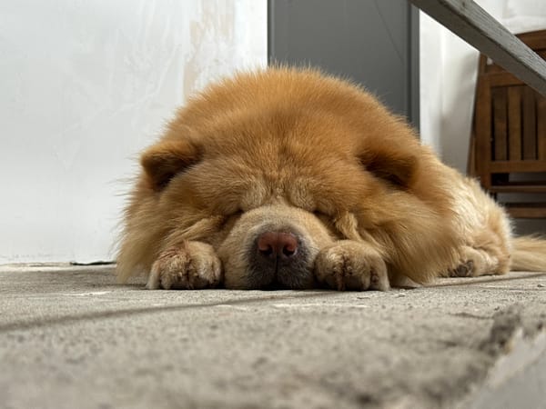 Chow Chow dog sleeps peacefully on concrete in Bulgaria
