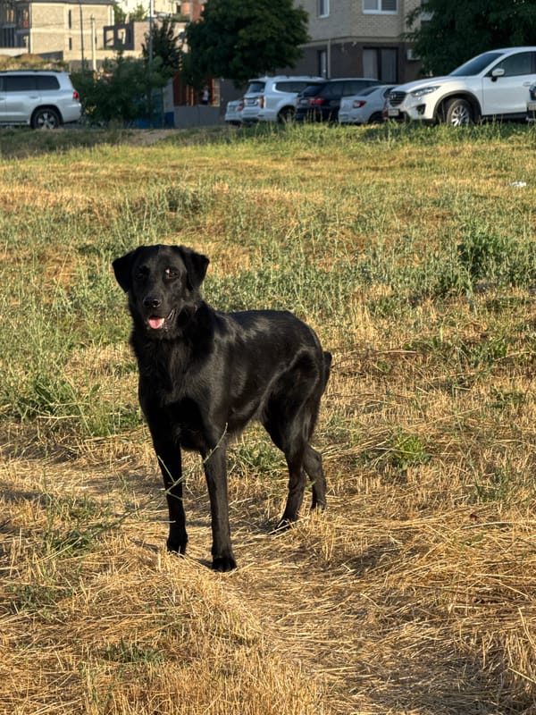 Black Lab mix goes from field to floor in Anapa