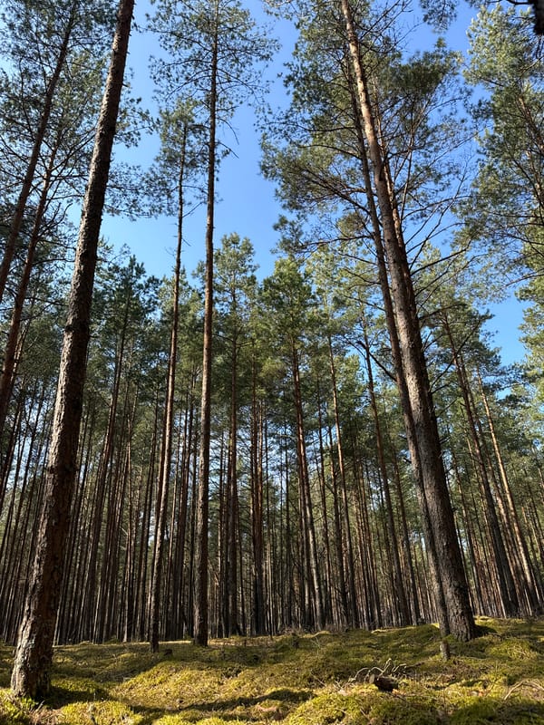 Pine forest scenes captured near Carnikava, Latvia