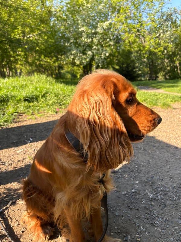 Dog walker enjoys sunny morning in Krasnoyarsk park