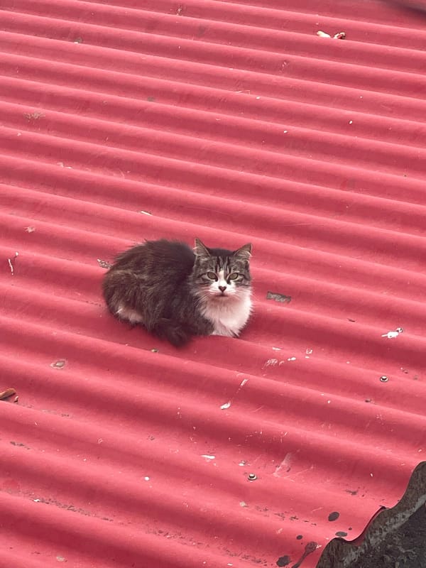 Overcast day captures Caracas barrio rooftops, cat included
