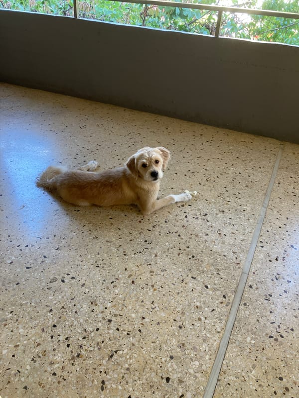 Tan dog chilling on terrazzo floor with a bone
