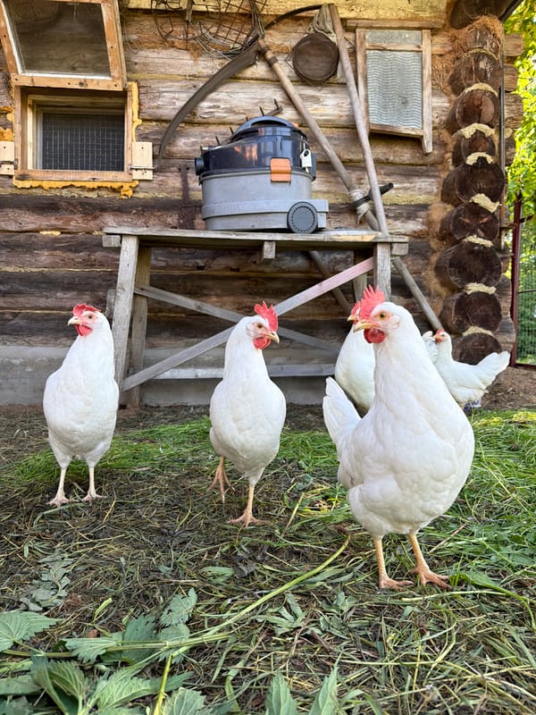 Rural backyard scenes with chickens documented in Noviy, Russia