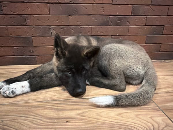 Puppy rests on indoor flooring during early morning hours