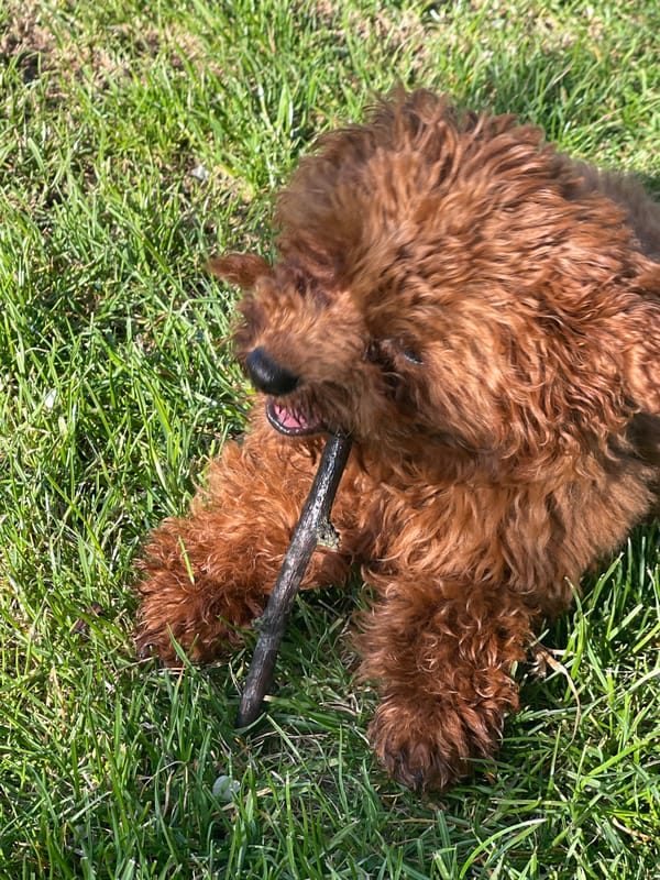Morning garden playtime with curly-haired dog in Sofia backyard