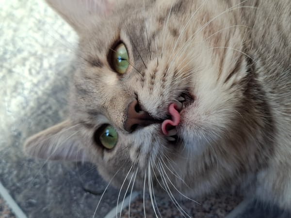 Grey tabby cat rests on kitchen floor in Novi Sad