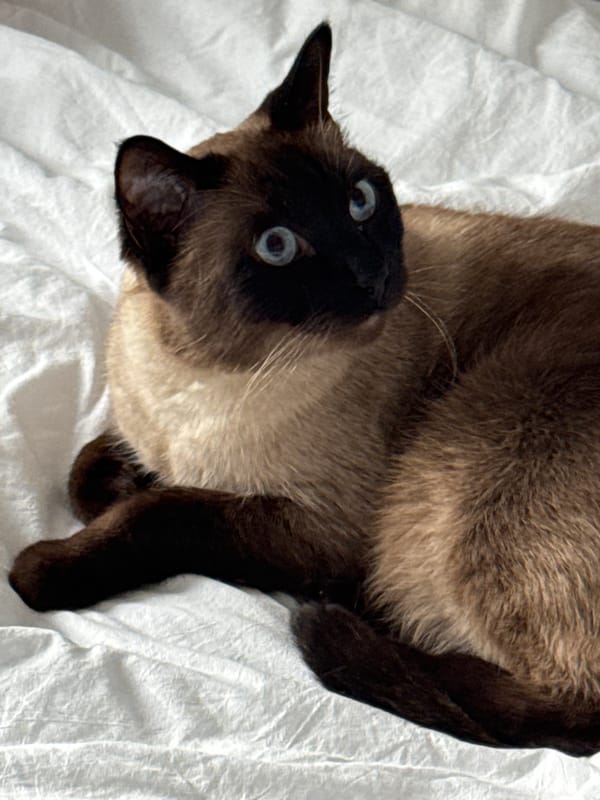 Siamese cat lounging on white bedding in Saint Petersburg