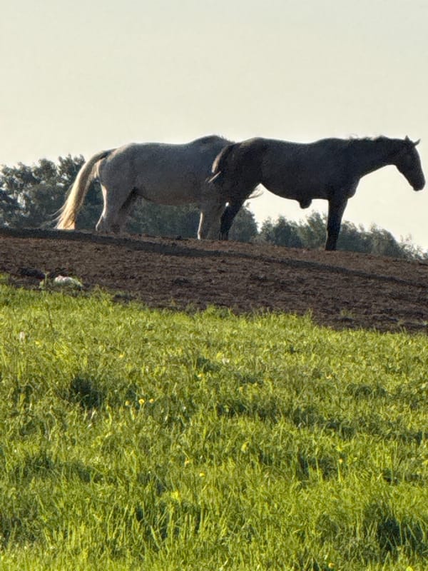 Horses and Indian Runner ducks in rural Galinė at dawn