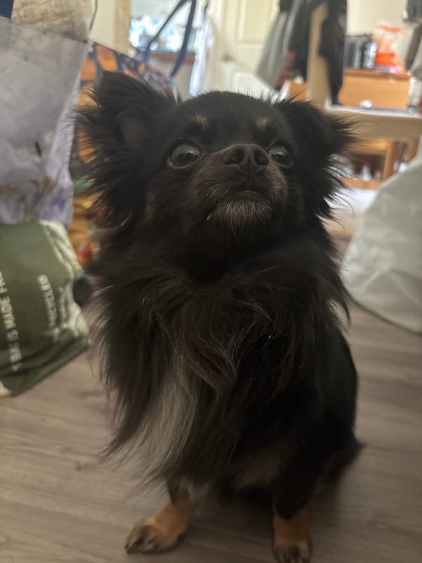Black dog rests on floor amid grocery bags