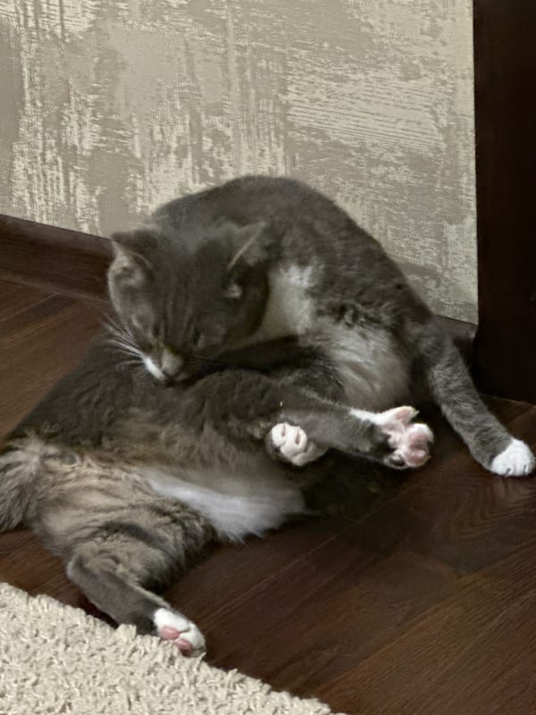 Gray tabby cat relaxing and playing at home