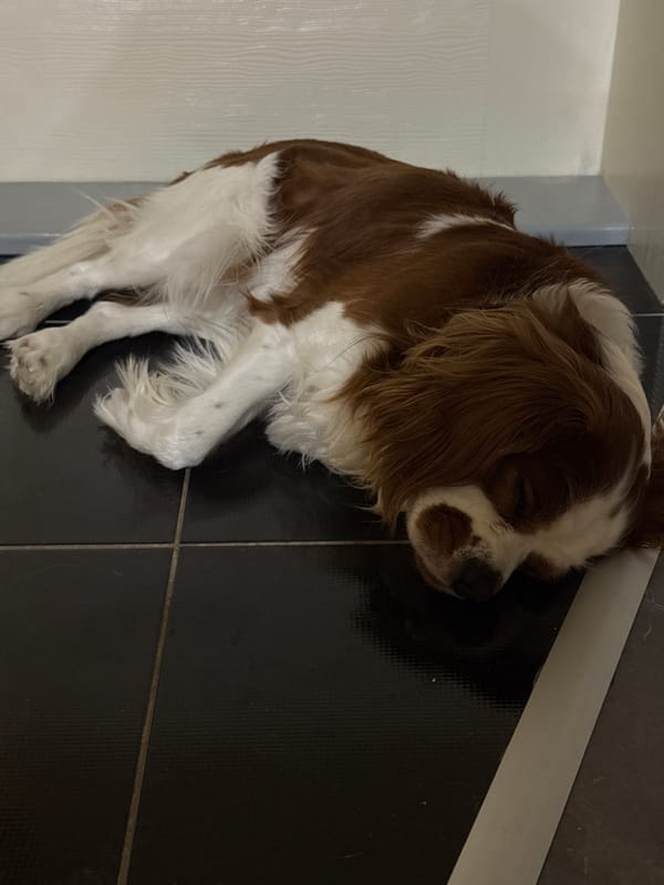 Cavalier King Charles Spaniel napping on tiled floor in Dobrich