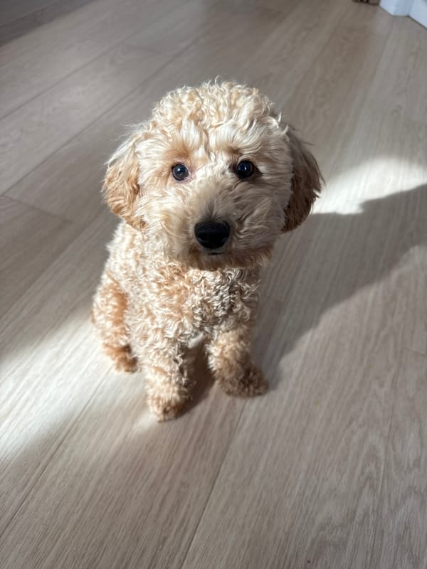Poodle rests on wooden floor in Pervomaysky, Russia